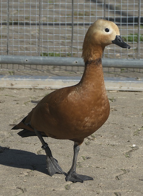 以及卢克曼