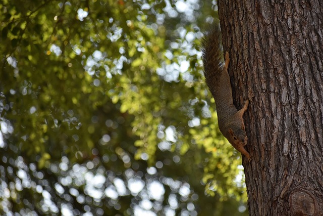 的國內聯賽 的國內聯賽